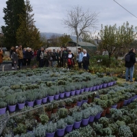 05Lavandeto07.unto2016