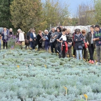 05Lavandeto11.unto2016