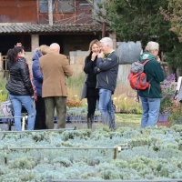 05Lavandeto15.unto2016