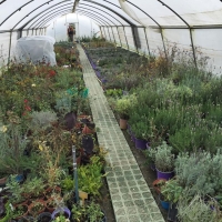 05Lavandeto19.unto2016