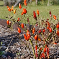 141123 Castelnuovo UNTO 209